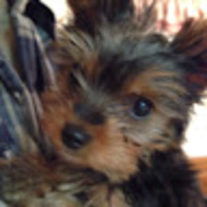 Meet your Posher, Cassandra